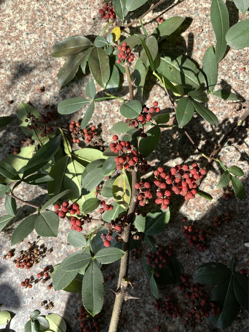 秦椒花椒苗根系发达现挖现发品种纯正