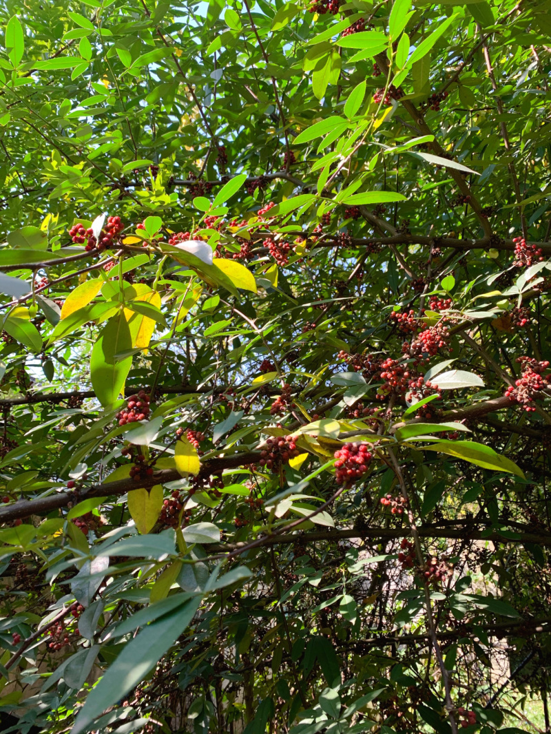 秦椒花椒苗根系发达现挖现发品种纯正