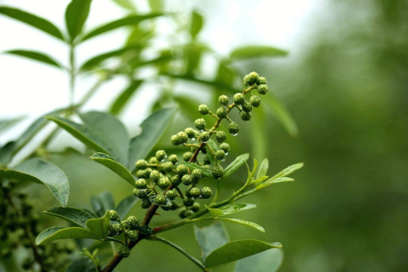 青花椒苗花椒树苗品种纯正根系发达现挖现发