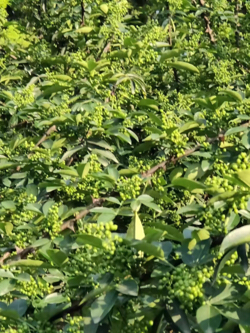青花椒苗花椒树苗品种纯正根系发达现挖现发