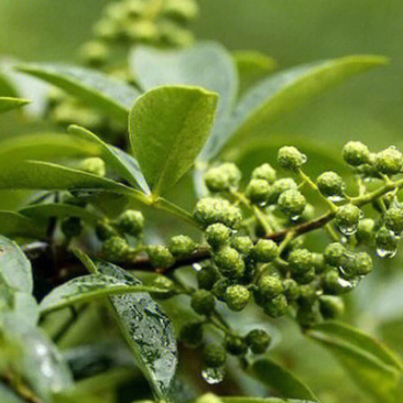 青花椒苗花椒树苗品种纯正根系发达现挖现发