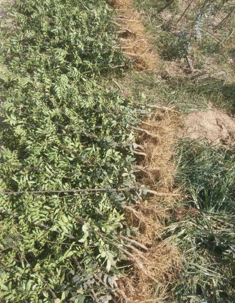 青花椒苗花椒树苗品种纯正根系发达现挖现发