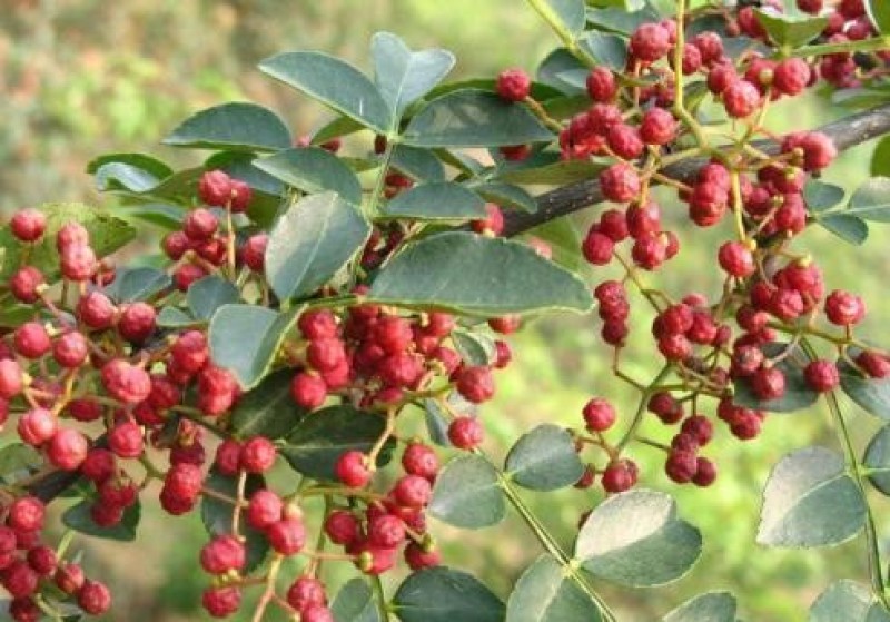 小红椒苗小红袍苗米椒苗花椒苗根系发达品种纯正