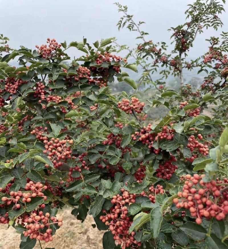 小红椒苗小红袍苗米椒苗花椒苗根系发达品种纯正