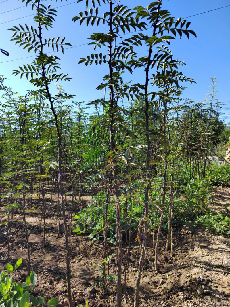 小红椒苗小红袍苗米椒苗花椒苗根系发达品种纯正