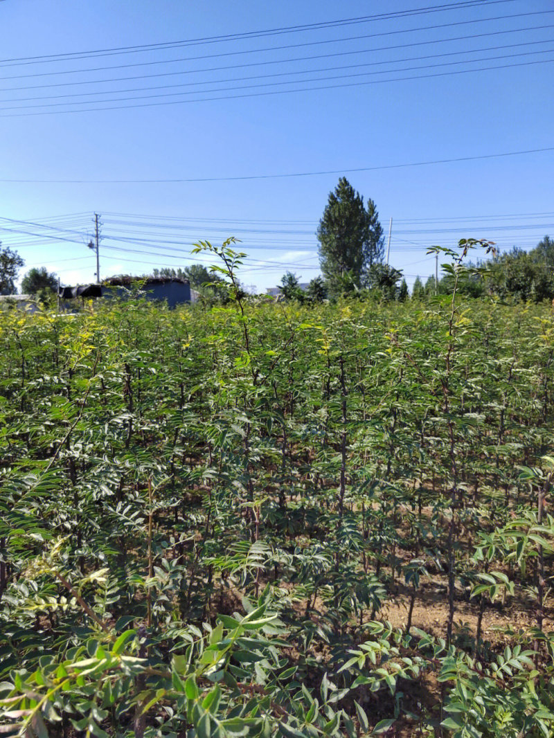 小红椒苗小红袍苗米椒苗花椒苗根系发达品种纯正