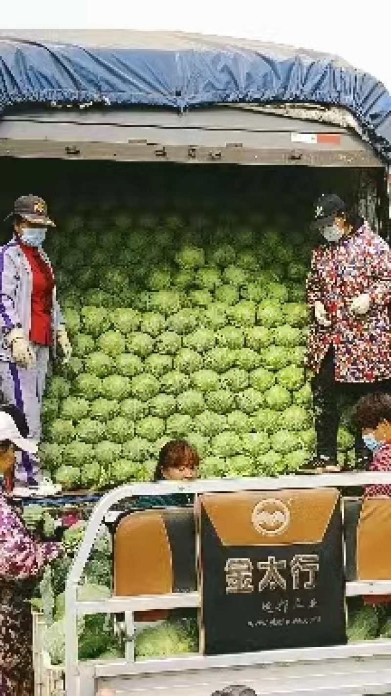 甘蓝基地大量供应优质甘蓝绿甘蓝甘蓝新鲜上市