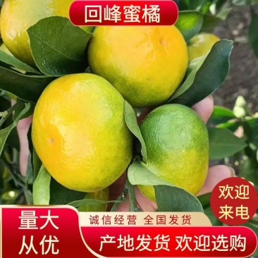 回峰蜜桔，湖南江永回龙圩普早蜜桔大量上市中，欢迎各地客商