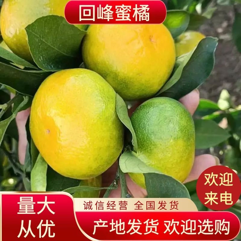 回峰蜜桔，湖南江永回龙圩普早蜜桔大量上市中，欢迎各地客商
