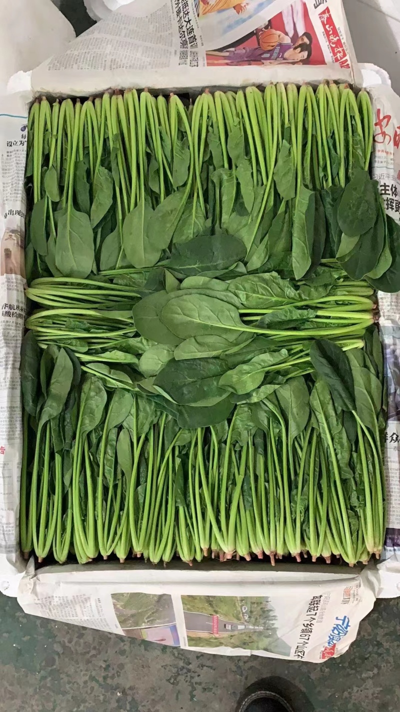 大叶菠菜山东万亩菠菜小捆精品对接超市单县发货质量保证
