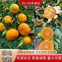 特早蜜橘柑桔皮薄无籽水分充足甜蜜产地货视频