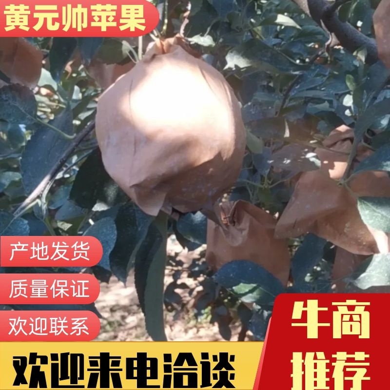 黄元帅苹果绥中苹果香甜多汁个大表光好欢迎洽谈合作