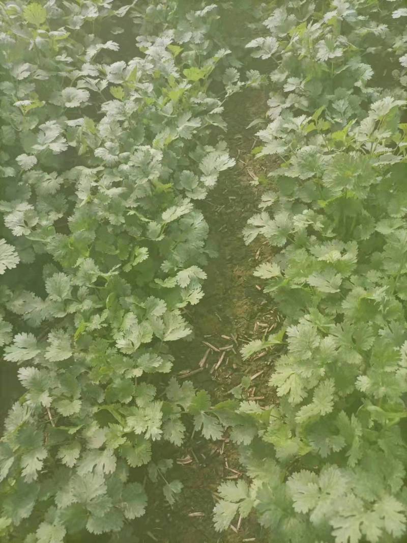 山西香菜一手货源，大叶香菜量大从优，可视频看货，欢迎联系