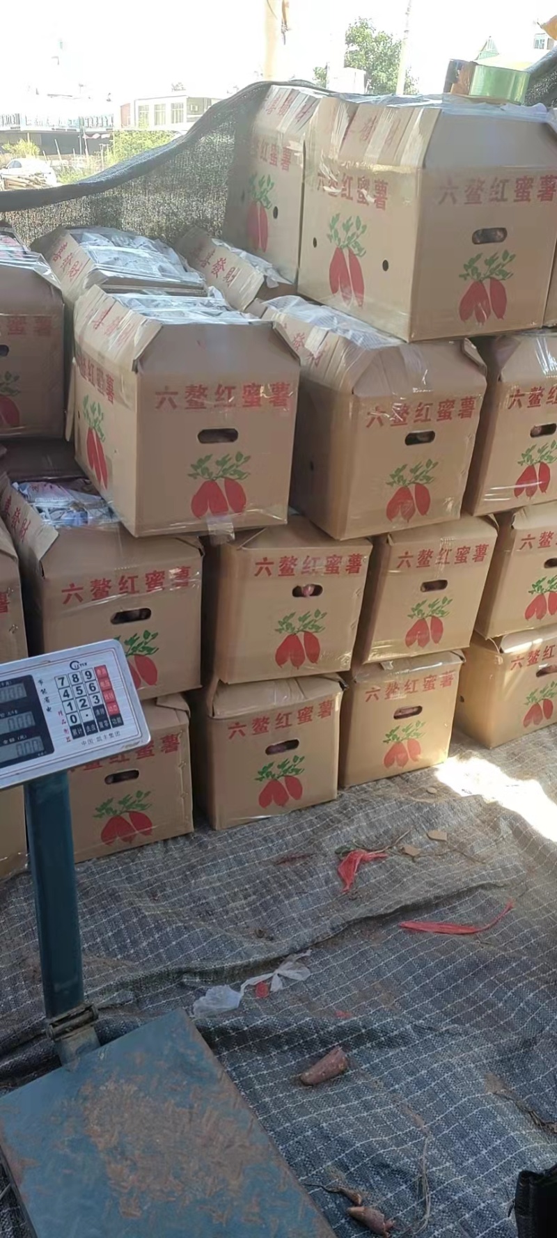 红薯福建漳浦西瓜红红蜜薯地瓜半沙全沙对接全国视频看货