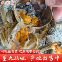 【牛商推荐】湖北大闸蟹一手货源，量大从优，欢迎选购