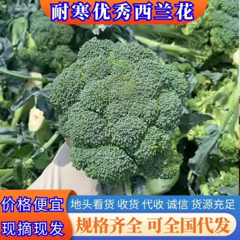 精品西兰花，产地发货，一手货源，量大从优，欢迎致电
