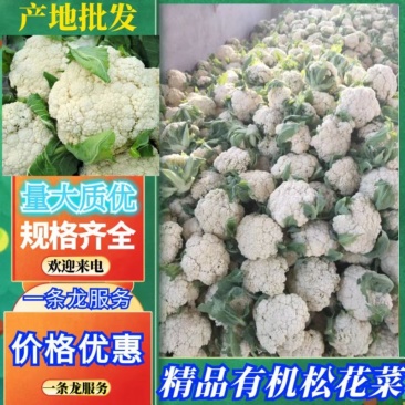 【实力商家】有机花菜，精品花菜松花，散花，小米粒，质量好