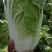 夏阳白菜《精选推荐》开封白菜一手货源诚信代发个头均匀