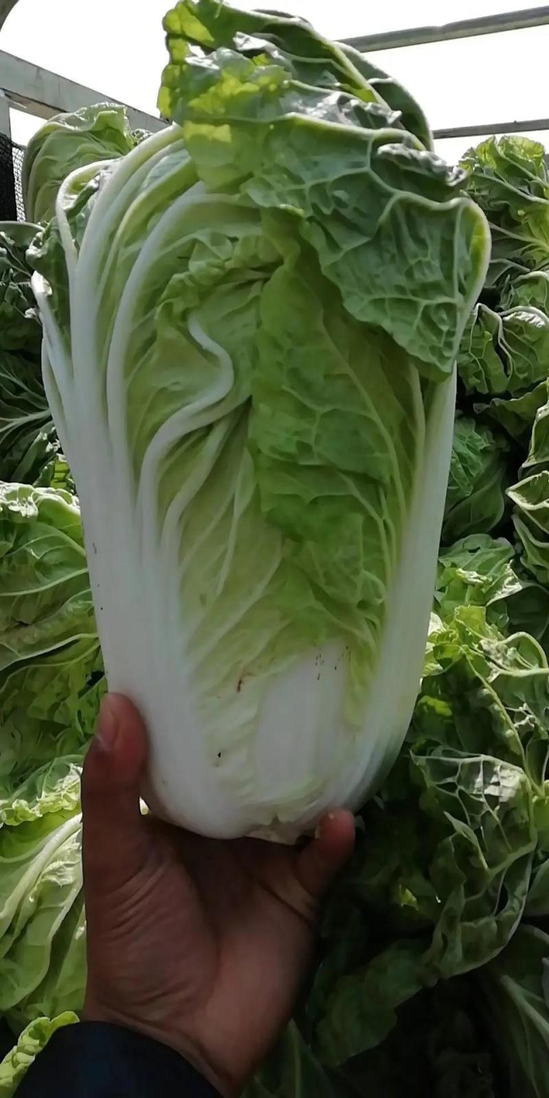 夏阳白菜《精选推荐》开封白菜一手货源诚信代发个头均匀