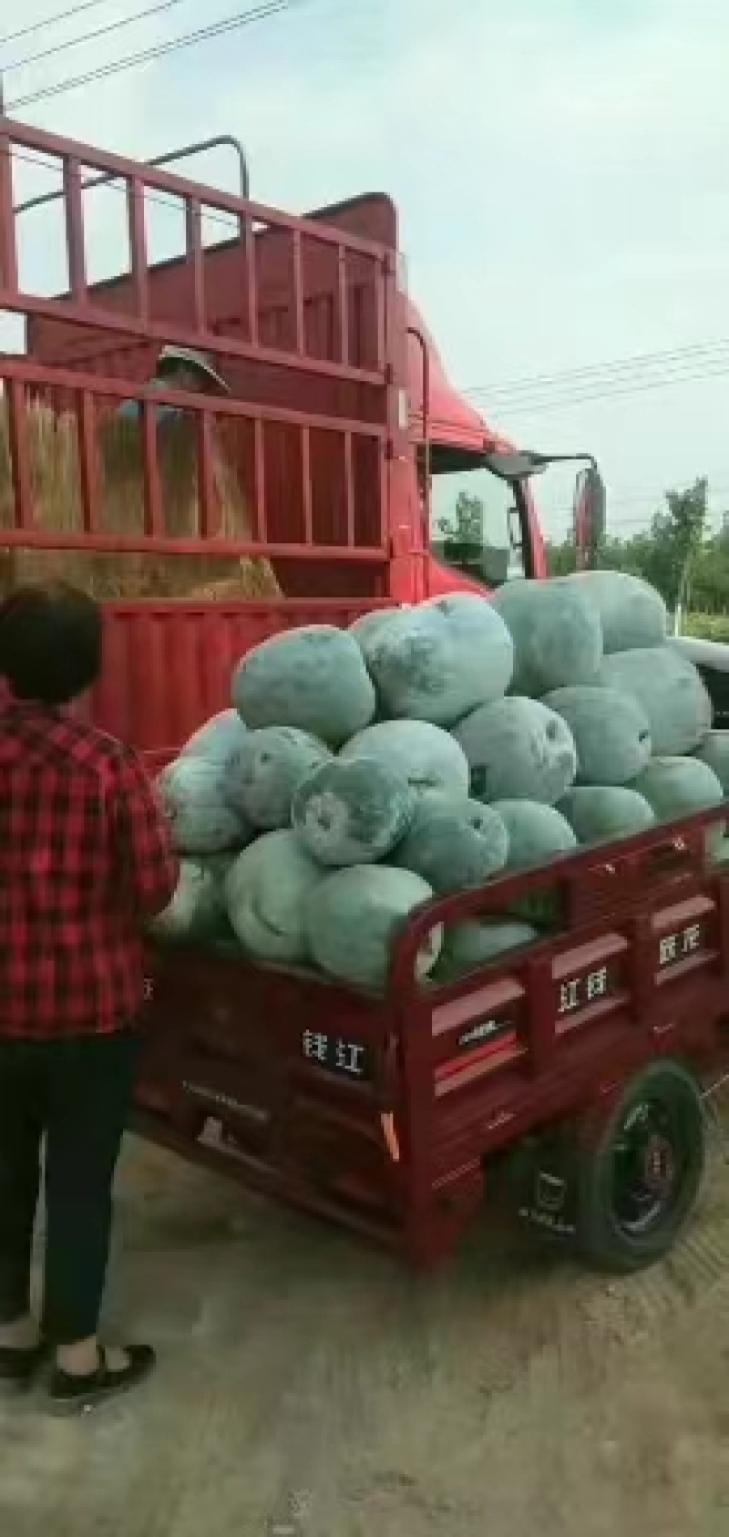 开封白皮冬瓜，产地直发，量大从优，质优价廉，稳定供货