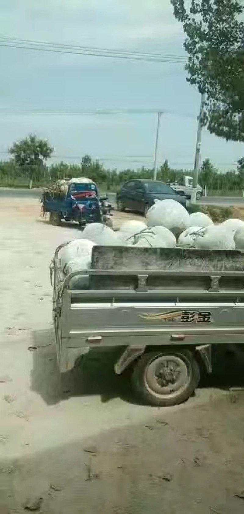 开封白皮冬瓜，产地直发，量大从优，质优价廉，稳定供货