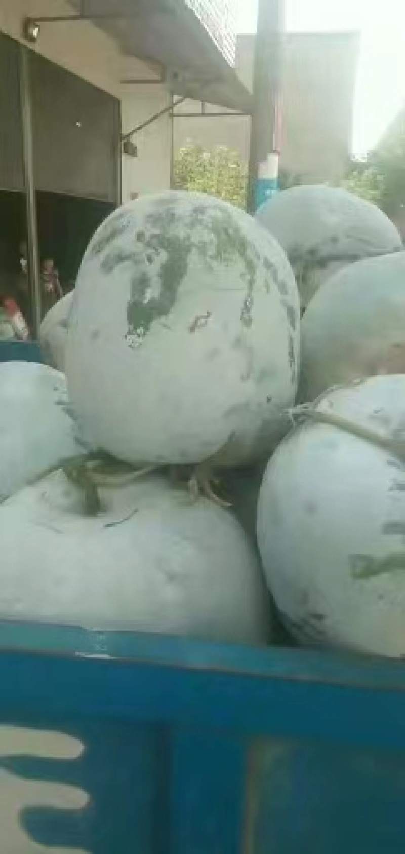 开封白皮冬瓜，产地直发，量大从优，质优价廉，稳定供货