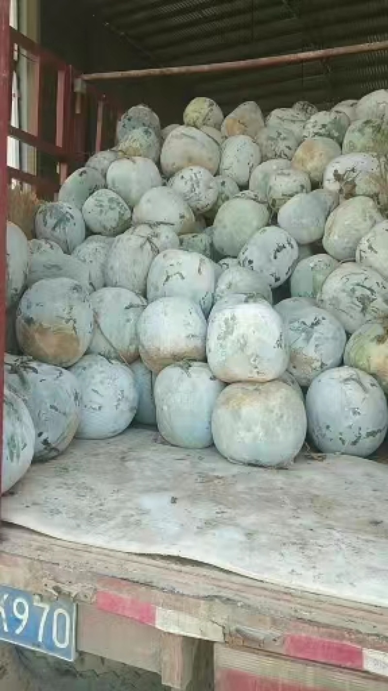 开封白皮冬瓜，产地直发，量大从优，质优价廉，稳定供货