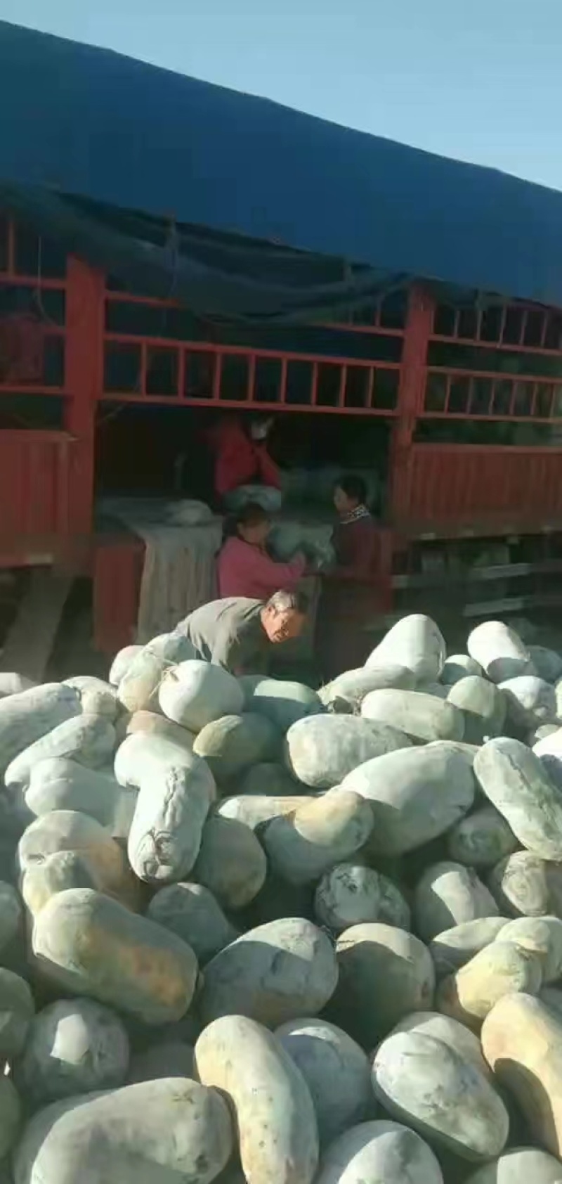 开封白皮冬瓜，产地直发，量大从优，质优价廉，稳定供货