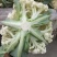 松花菜《精品推荐》河南有机花菜散花大量上市日供货上万斤