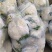松花菜《精品推荐》河南有机花菜散花大量上市日供货上万斤