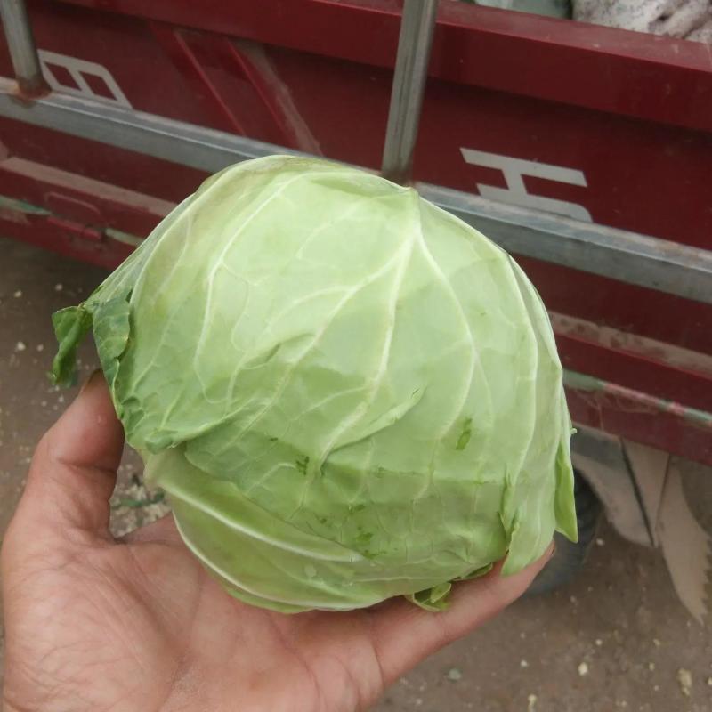 《推荐》河南开封圆包菜精品甘蓝量大从优可全国代发