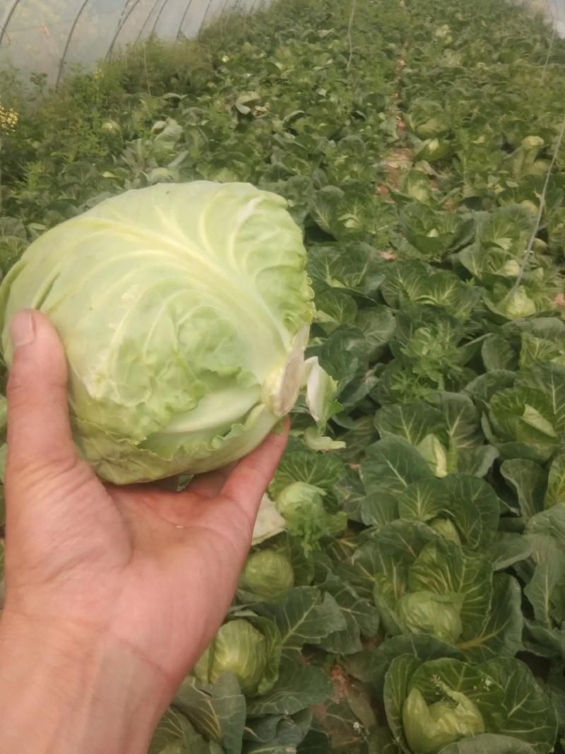 《推荐》河南开封圆包菜精品甘蓝量大从优可全国代发