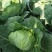 《推荐》河南开封圆包菜精品甘蓝量大从优可全国代发