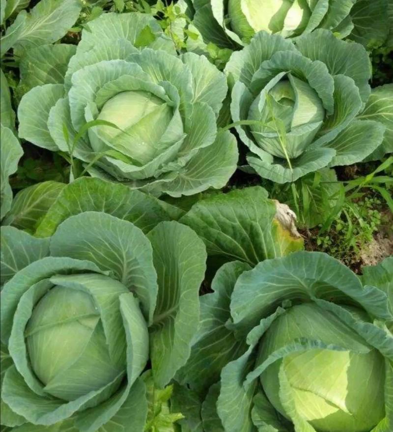 《推荐》河南开封圆包菜精品甘蓝量大从优可全国代发