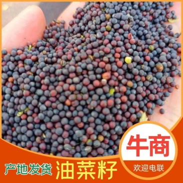 油菜籽，颗粒饱满，新疆产地一手货源，价格合理，量大从优