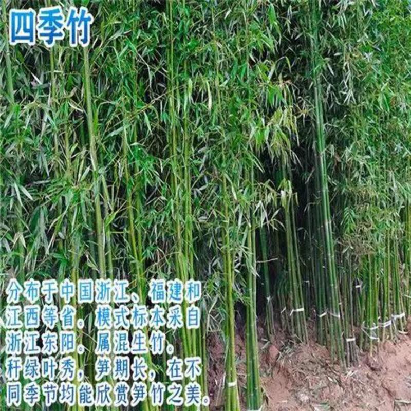 【优质】江苏沭阳四季青竹优质移植竹苗现挖现卖成活率高