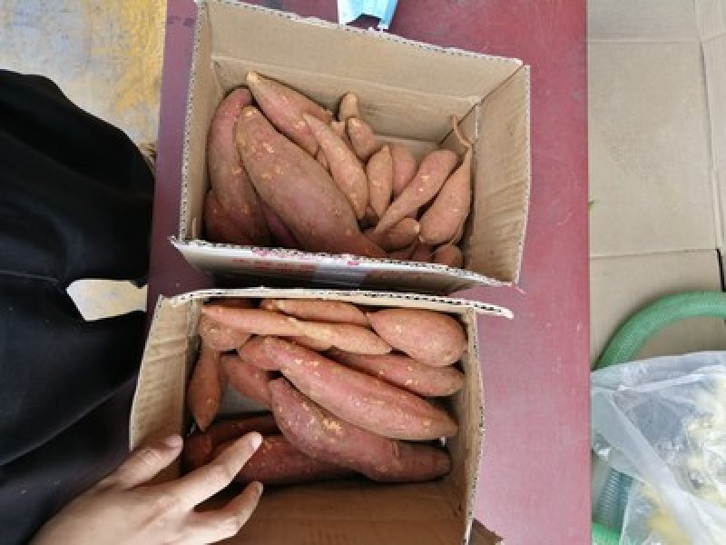 西瓜红一件代发山东红薯西瓜红红薯批发