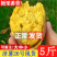 山东临沂板栗薯济薯26黄心红薯批发装大车，发物流，代发