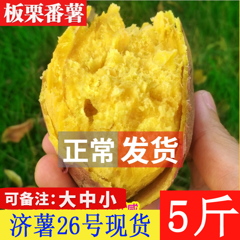 山东临沂板栗薯济薯26黄心红薯批发装大车，发物流，代发
