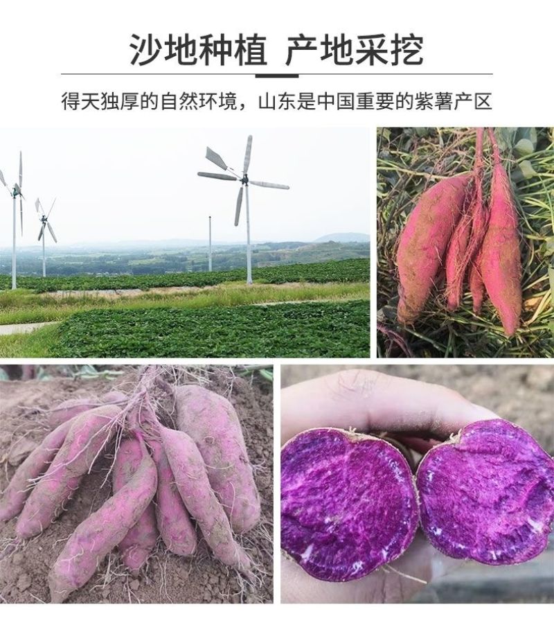 山东紫薯批发紫薯现货紫罗兰新鲜红薯地瓜装车支持一件代发