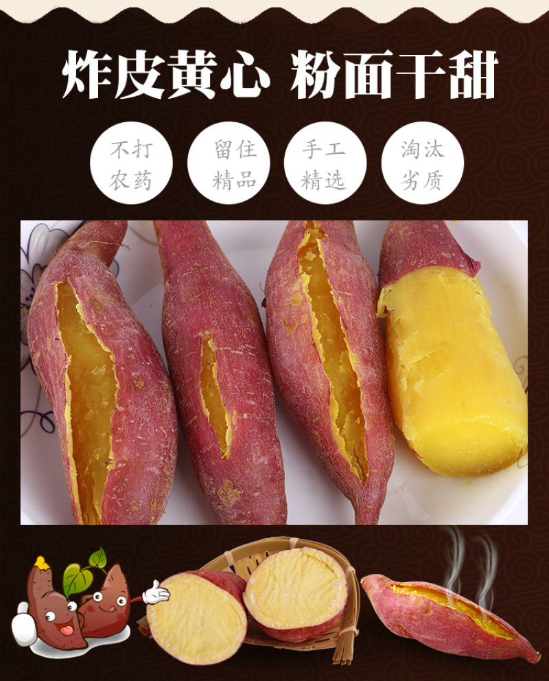 板栗薯发板栗薯济薯26红薯批发装车发物流常年供货