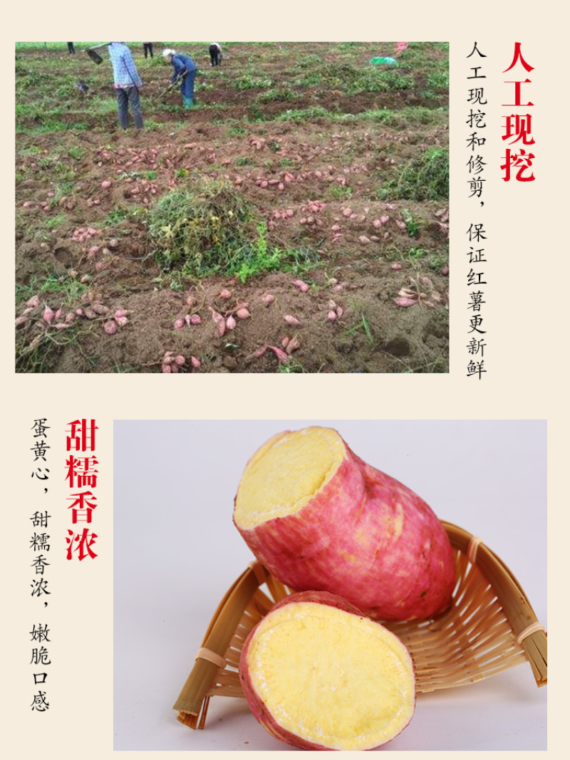 板栗薯发板栗薯济薯26红薯批发装车发物流常年供货