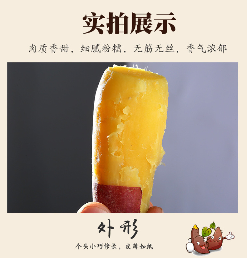 板栗薯发板栗薯济薯26红薯批发装车发物流常年供货