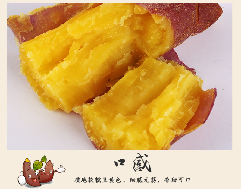 板栗薯发板栗薯济薯26红薯批发装车发物流常年供货