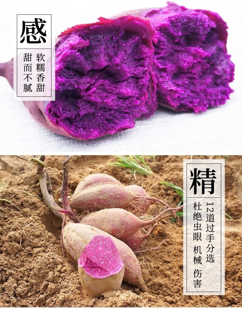 山东紫薯一件代发山东紫薯紫罗兰批发品质保证发物流装大车