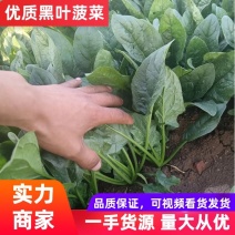 黑叶菠菜产地菠菜河南大叶菠菜大量上市欢迎来电采购