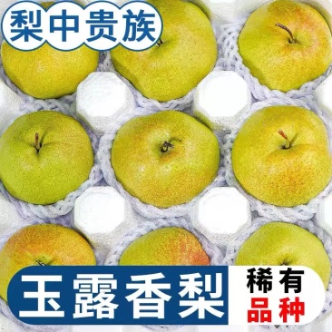 就这个了山西一级玉露香梨基地发货全国批发一件代发价低货足