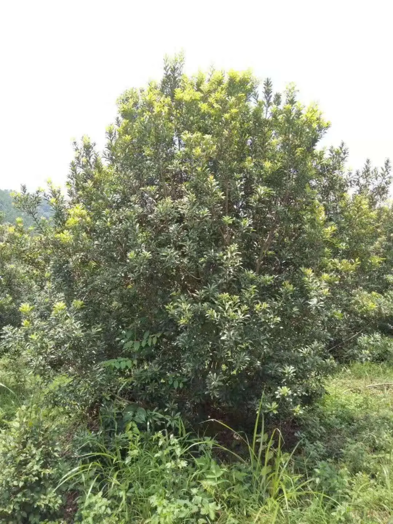 杨梅树绿化工程苗规格齐全产地直发量大从优
