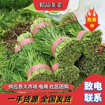 【商超品质】精品广东大叶韭菜，一手货源，规格全，量大从优