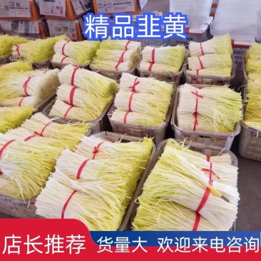 【精品韭黄】广东韭黄大量上市，可视频看货，欢迎采购！